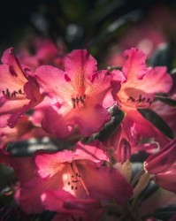 藤萝组词怎么组