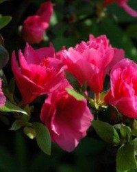 杜鹃的怎怎么组词