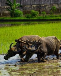 耕田的耕怎么组词