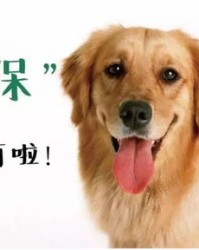 狗怎么怎么组词