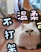 唱猫的猫怎么组词