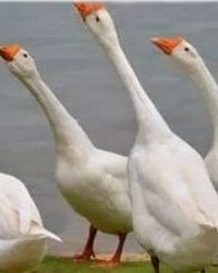 头的鹅怎么组词