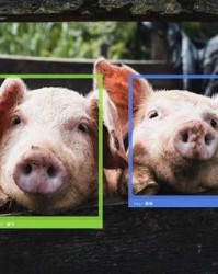 不行那个猪怎么组词