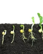 翼龙的农怎么组词