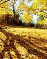 晓字怎么组词(耘的组词)