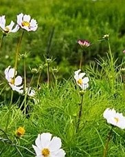 郁字组词(郁字组词部首)