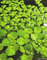 浮萍的浮怎么组词