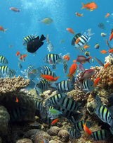 海底世界怎么组词啊