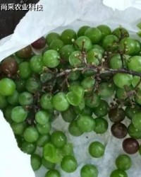 葡萄是怎么组词的呢