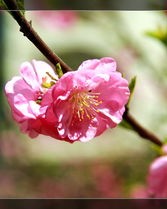 花朵的朵的朵怎么组词