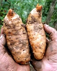 新鲜天麻怎么组词