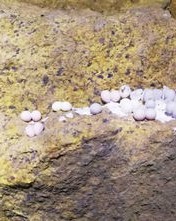 巨石的卵怎么组词