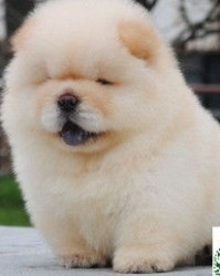 松狮的狮怎么组词