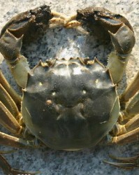 螃蟹的蟹要怎么组词