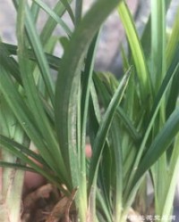 春兰有怎么组词