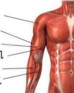 手臂的臂怎么组词