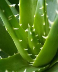 芦荟的芦荟怎么组词