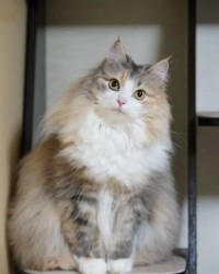 猫怎么组词毛毛毛