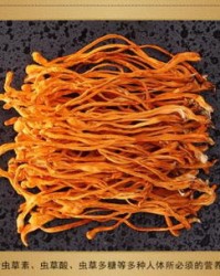 虫草花怎么组词