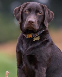 狗的叫声怎么组词