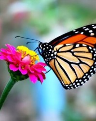 或动物的它怎么组词