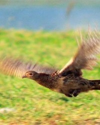 鸡野鸡怎么组词