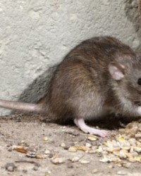 老鼠的鼠怎么组词