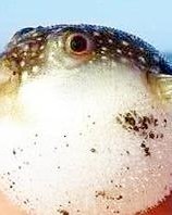 河豚的屯可以怎么组词