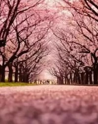 樱花的樱应该怎么组词