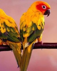 鹦鹉鹦鹉的鹦怎么组词