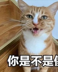 模仿的猫怎么组词啊