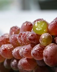 葡萄到熟怎么组词