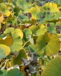 荷花禾怎么组词