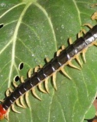 蜈蚣的蜈怎么组词呀