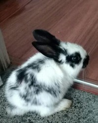 吱吱嘎吱嘎吱怎么组词