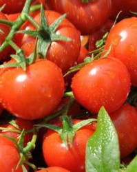 西红柿里怎么组词