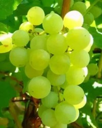 葡萄普怎么组词