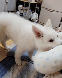 啊主人的主怎么组词