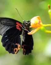 蝴蝶和蚂蚁怎么组词语