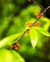 嫣怎么组词(嫣怎么组词造句)