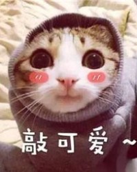 猫猫茂茂怎么组词