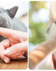 感冒了猫怎么组词