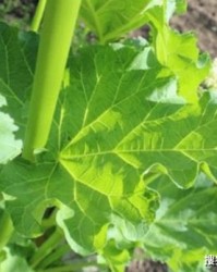 嗯山坡组词怎么煮