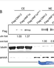 细胞细胞的胞怎么组词