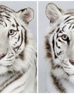 老虎的虎怎么写组词