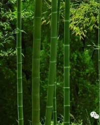 小度竹子怎么组词的