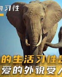 大象的象怎么组词