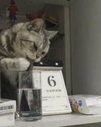 日字旁的猫怎么组词
