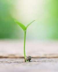 发芽的芽要怎么组词