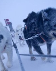 雪橇的敲可以怎么组词